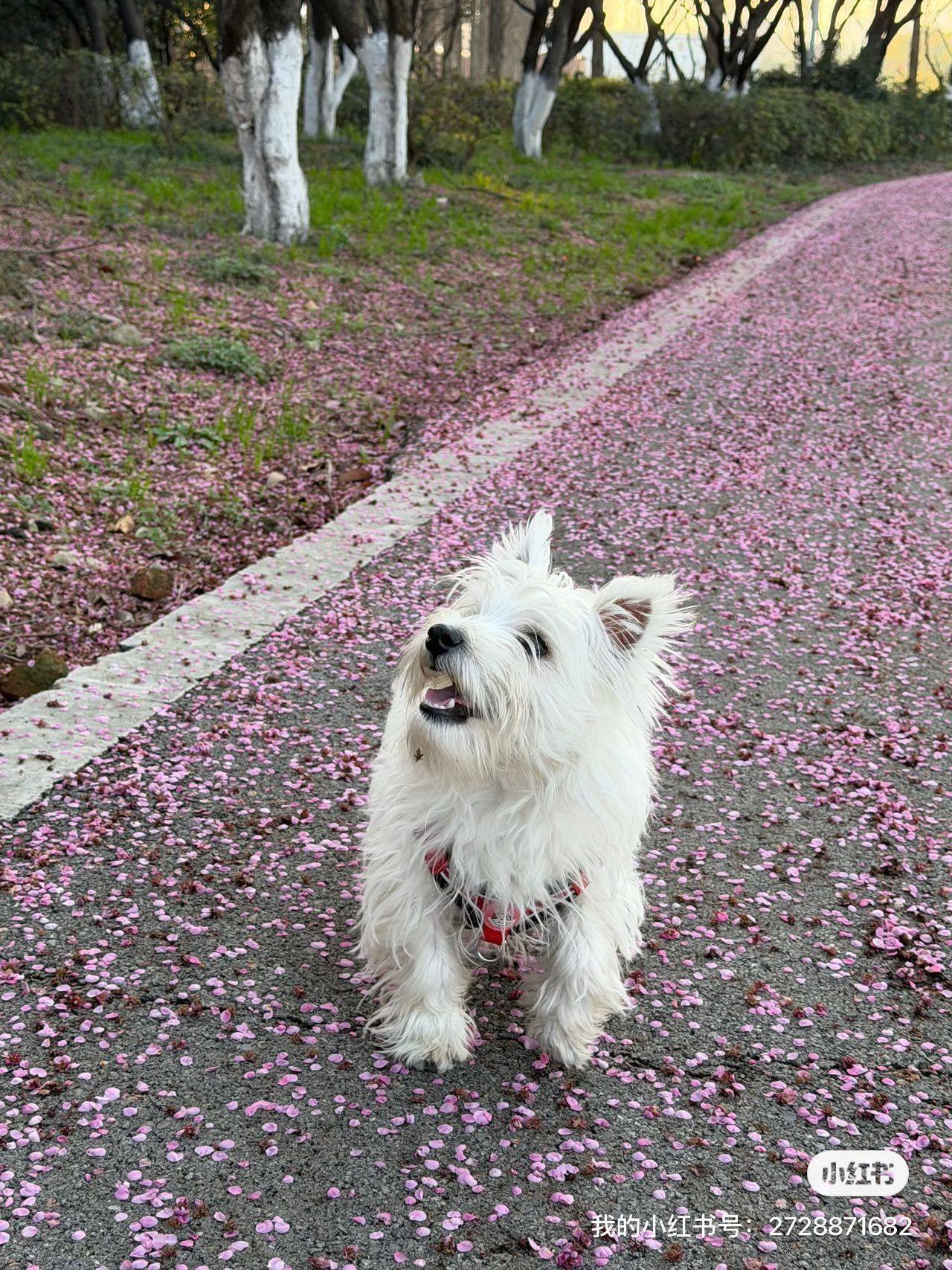 日子平淡，好在我喜欢