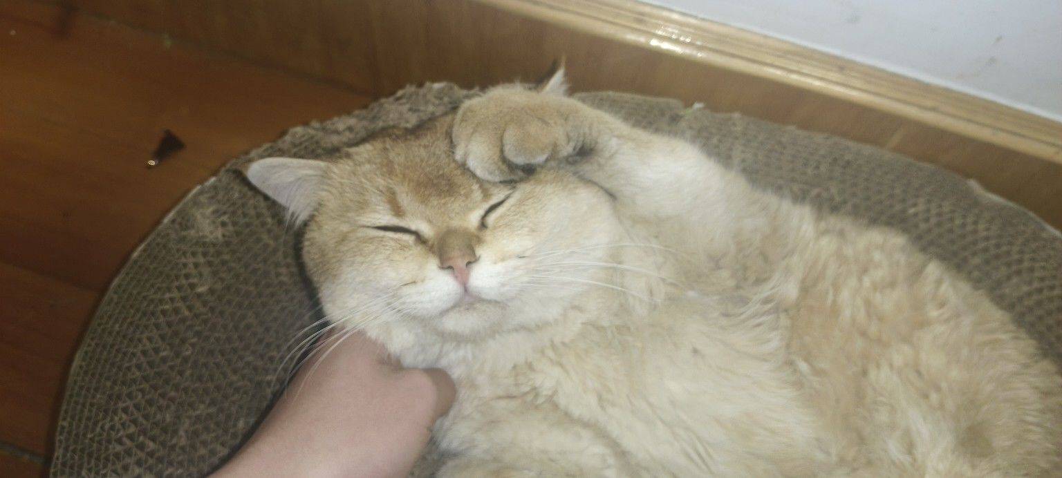 波稻