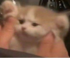 皮皮