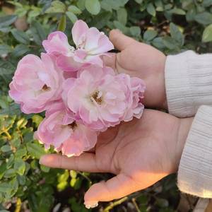 阿衰和阿瓜