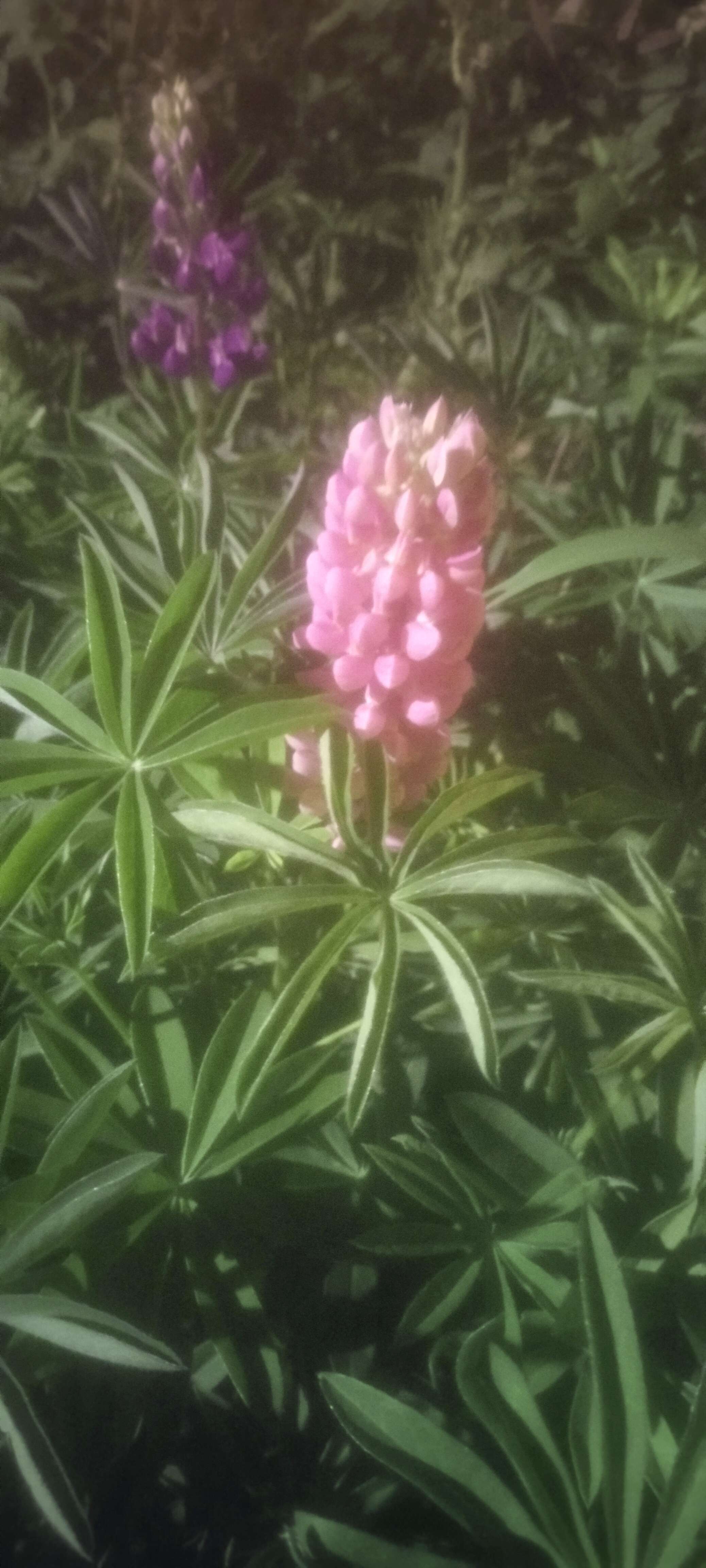 小玲