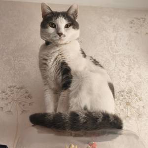 爱吃烤肉的法师