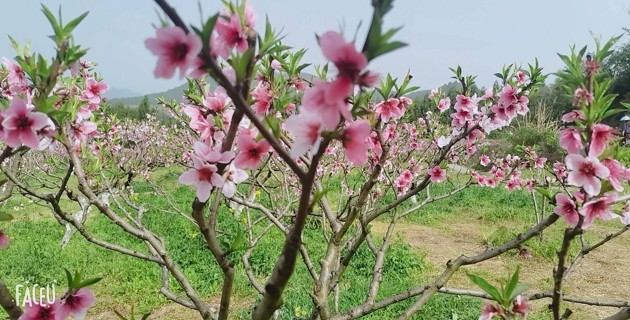 如愿