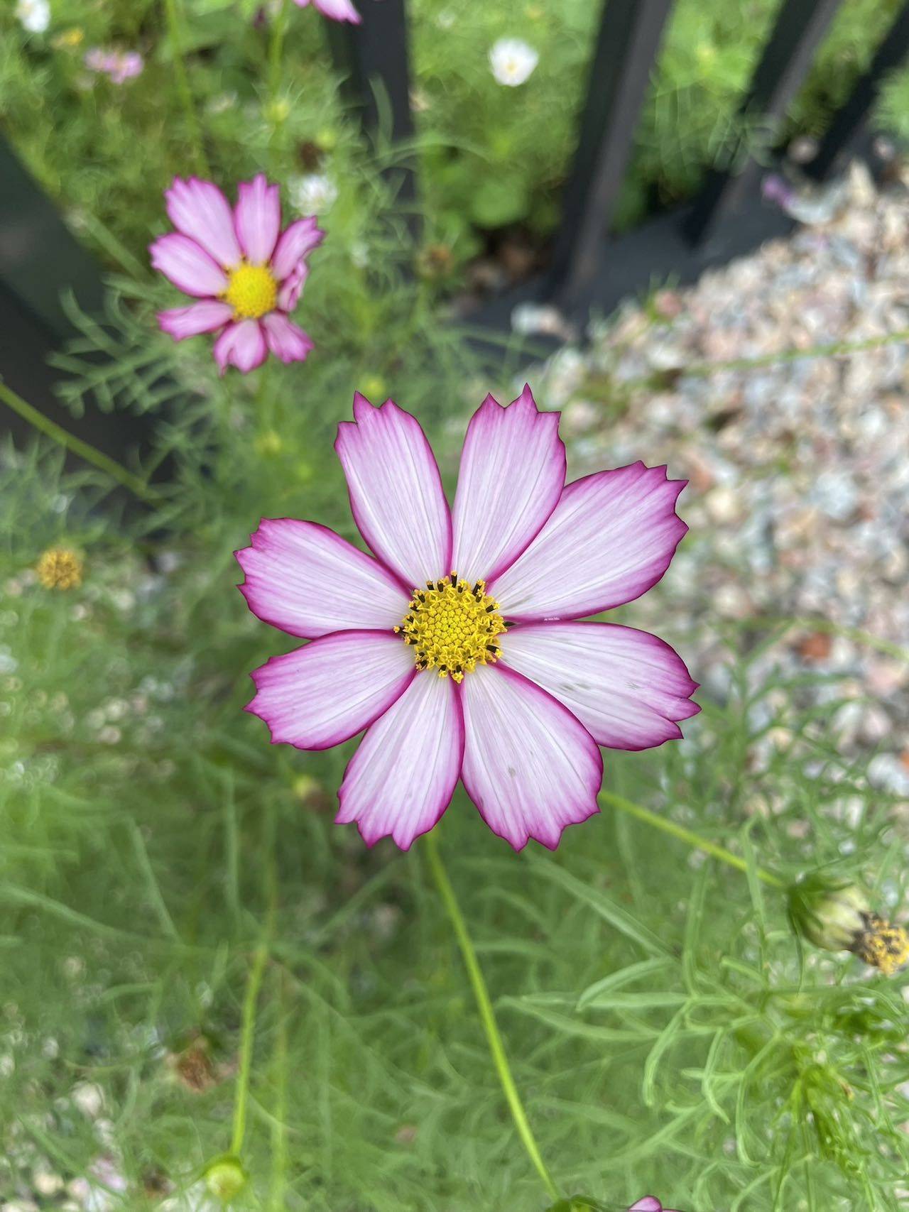 在华莱士喝得酩酊大醉