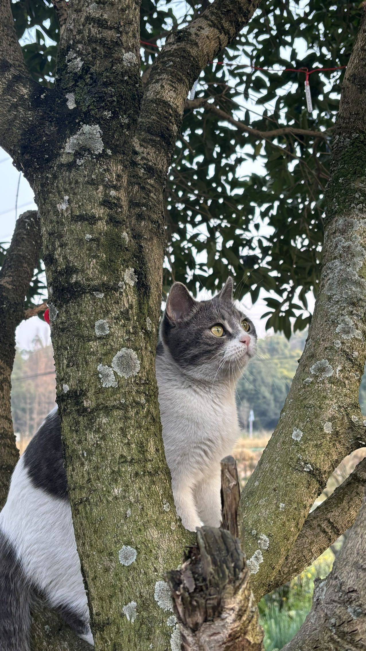 电梯房不爬楼！！