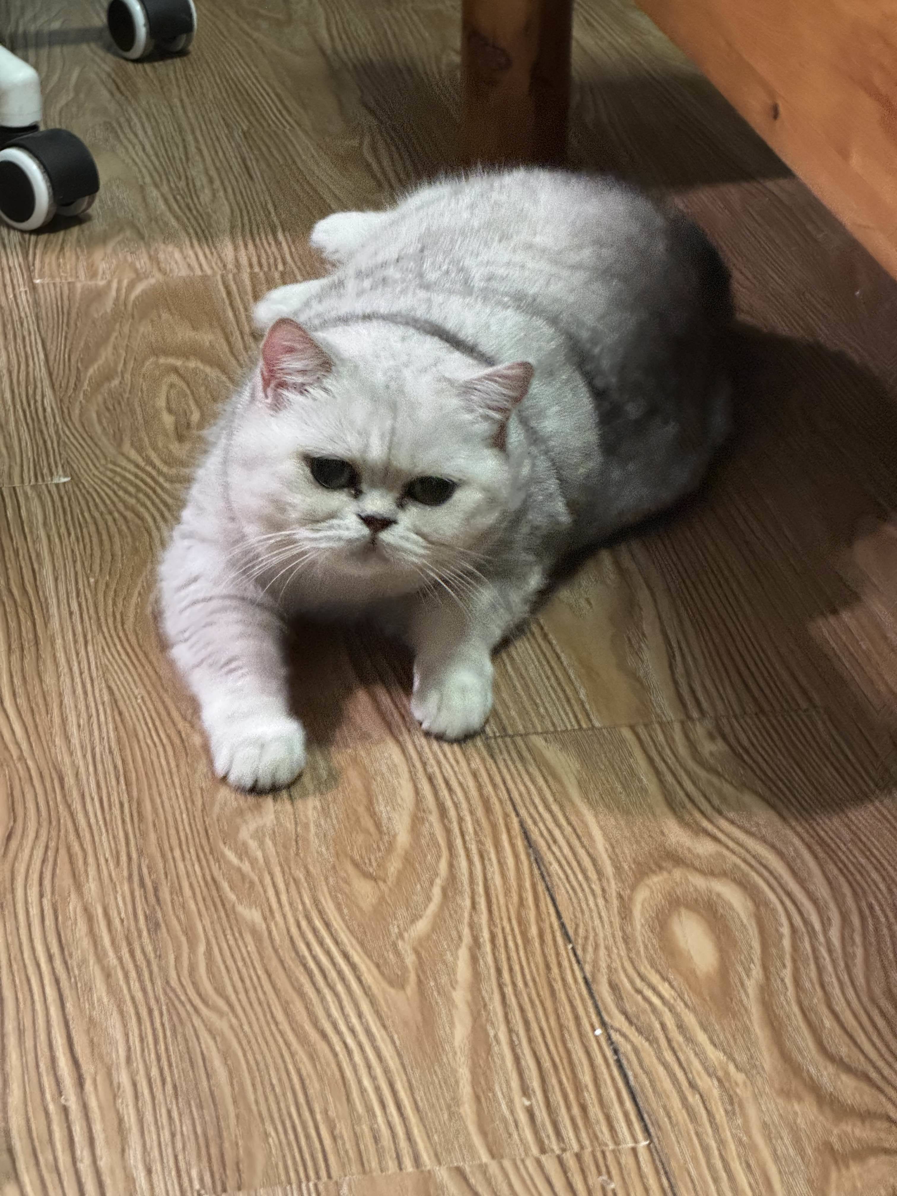 珏珏