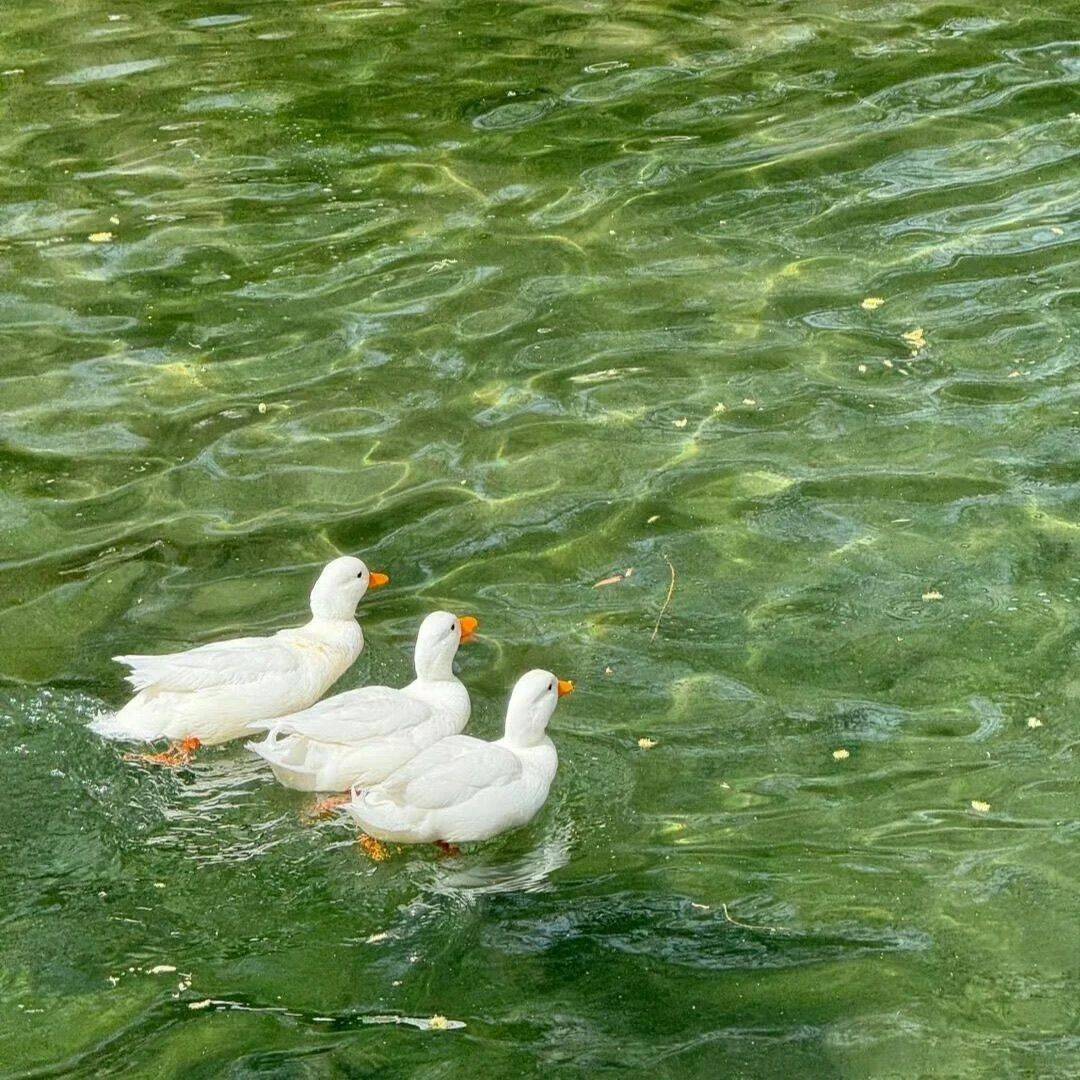 爱吃荔枝的小松鼠