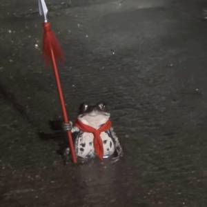 噜噜噜