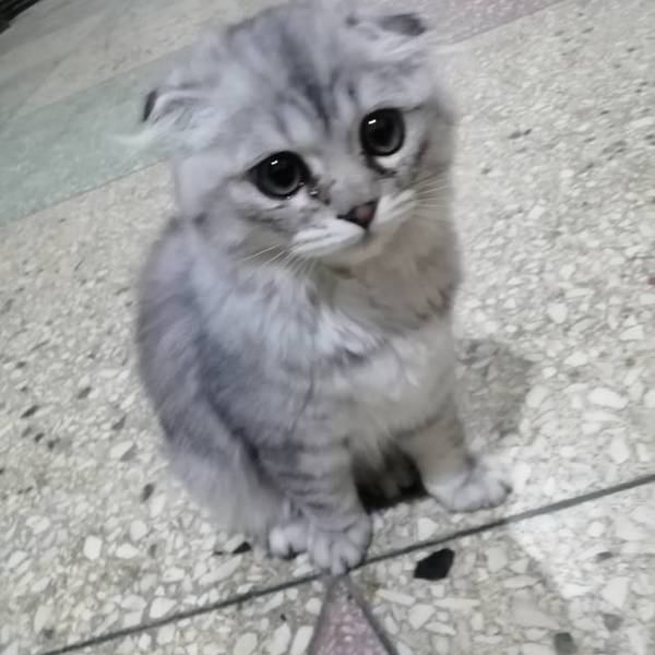 虎哥