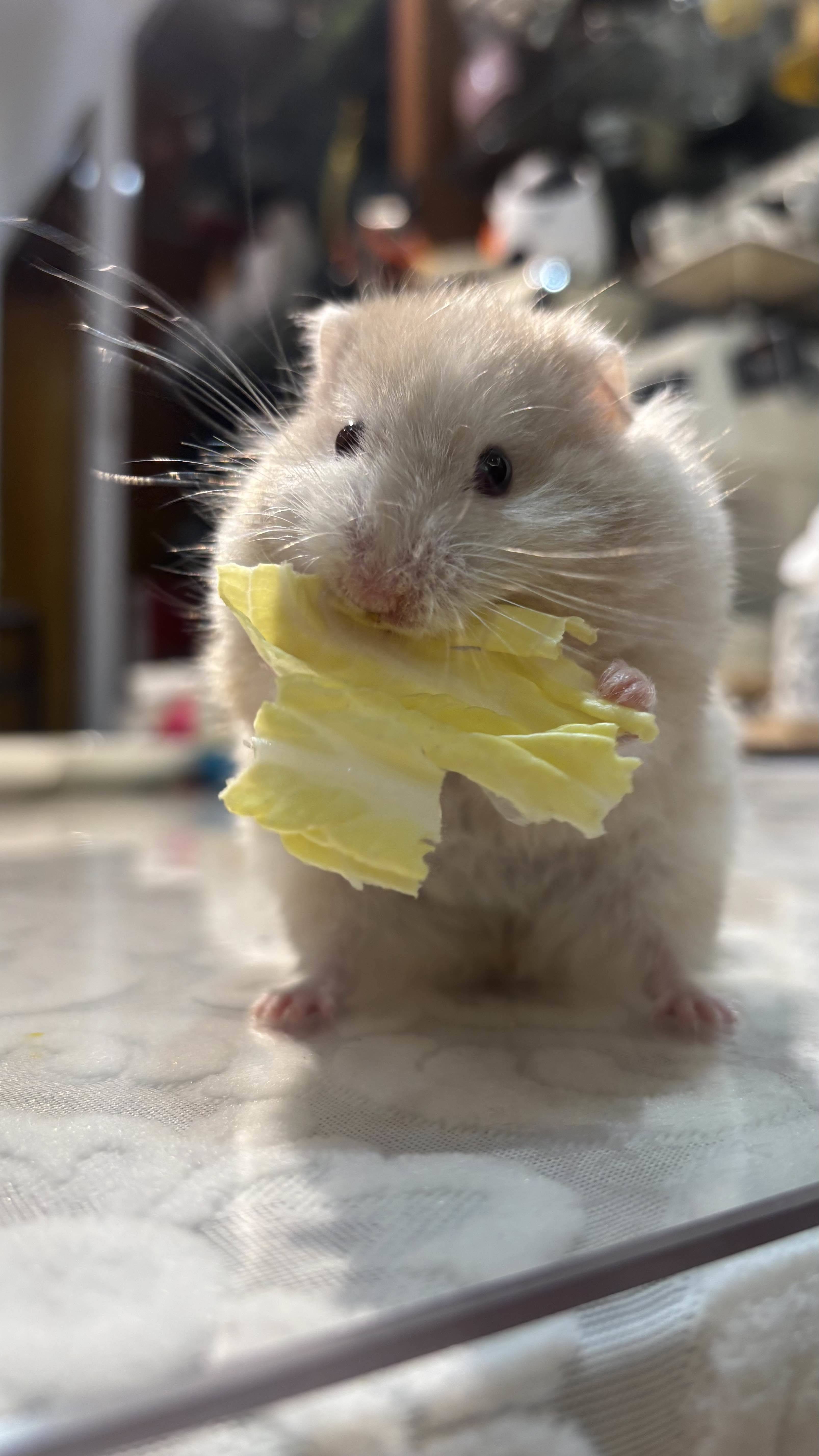 遇事不决可问春风