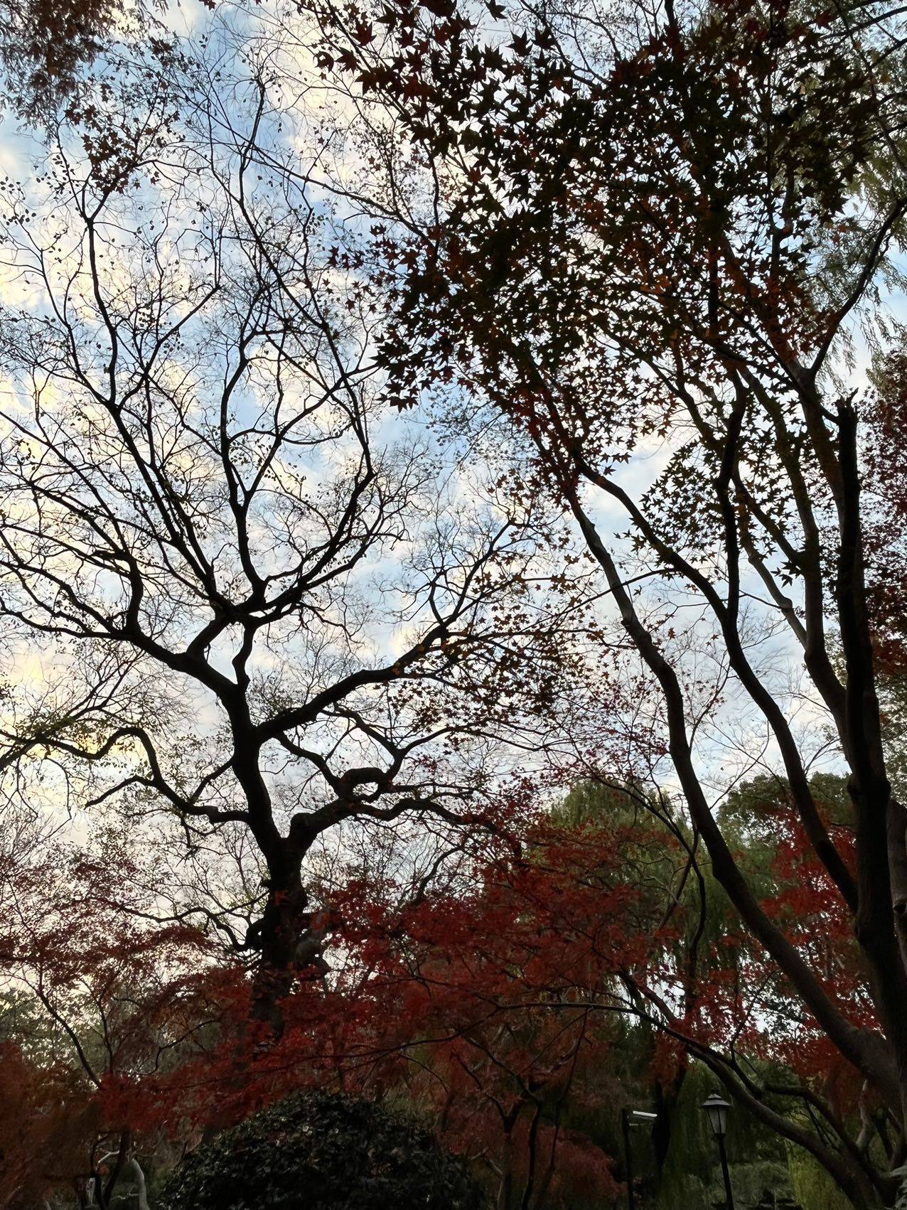 杉木
