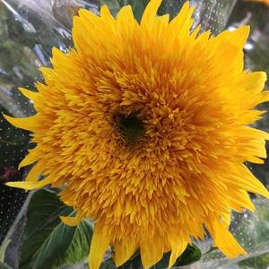 整租地铁旁电梯小高层