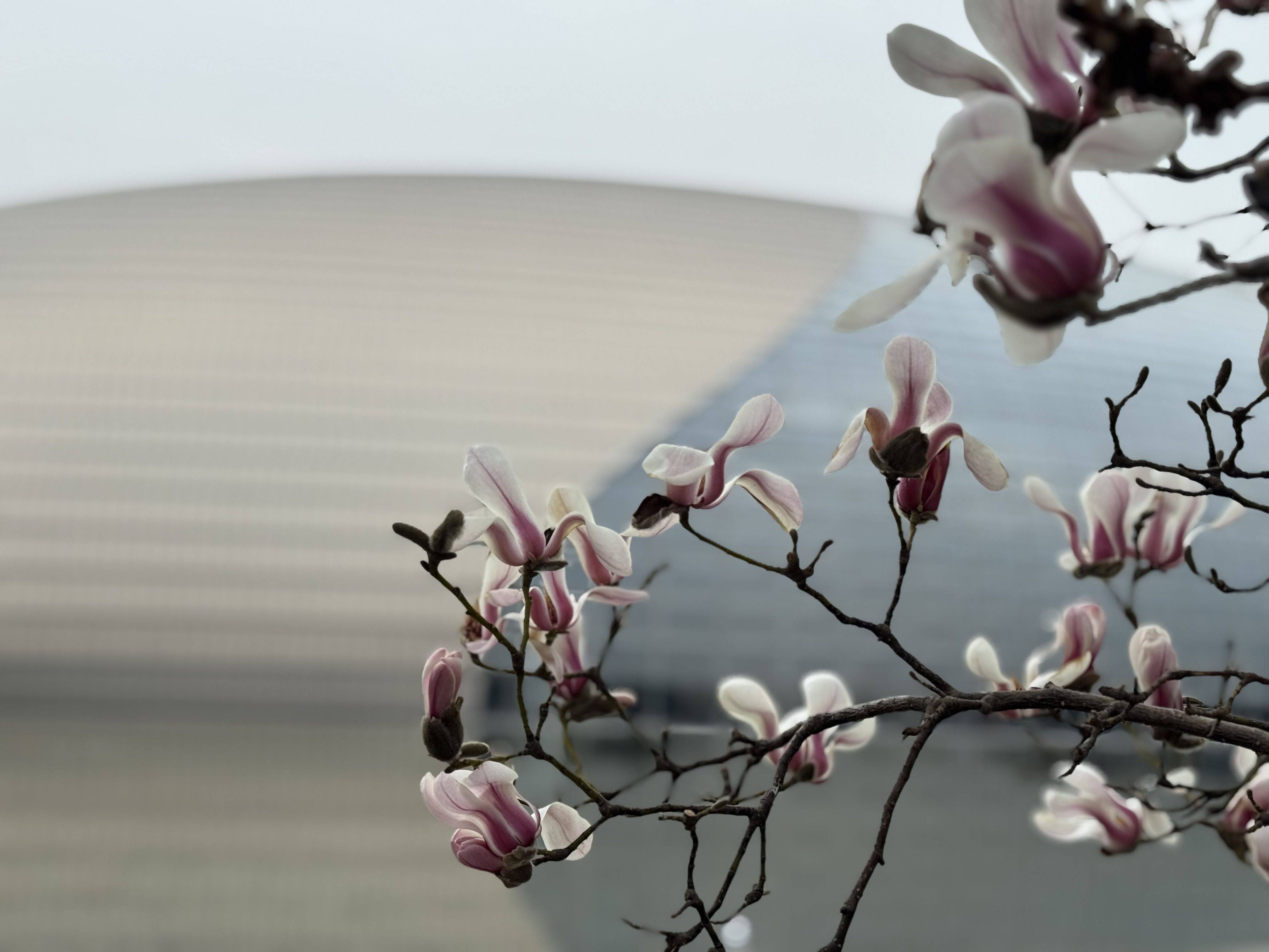 房东直租（彭彭）