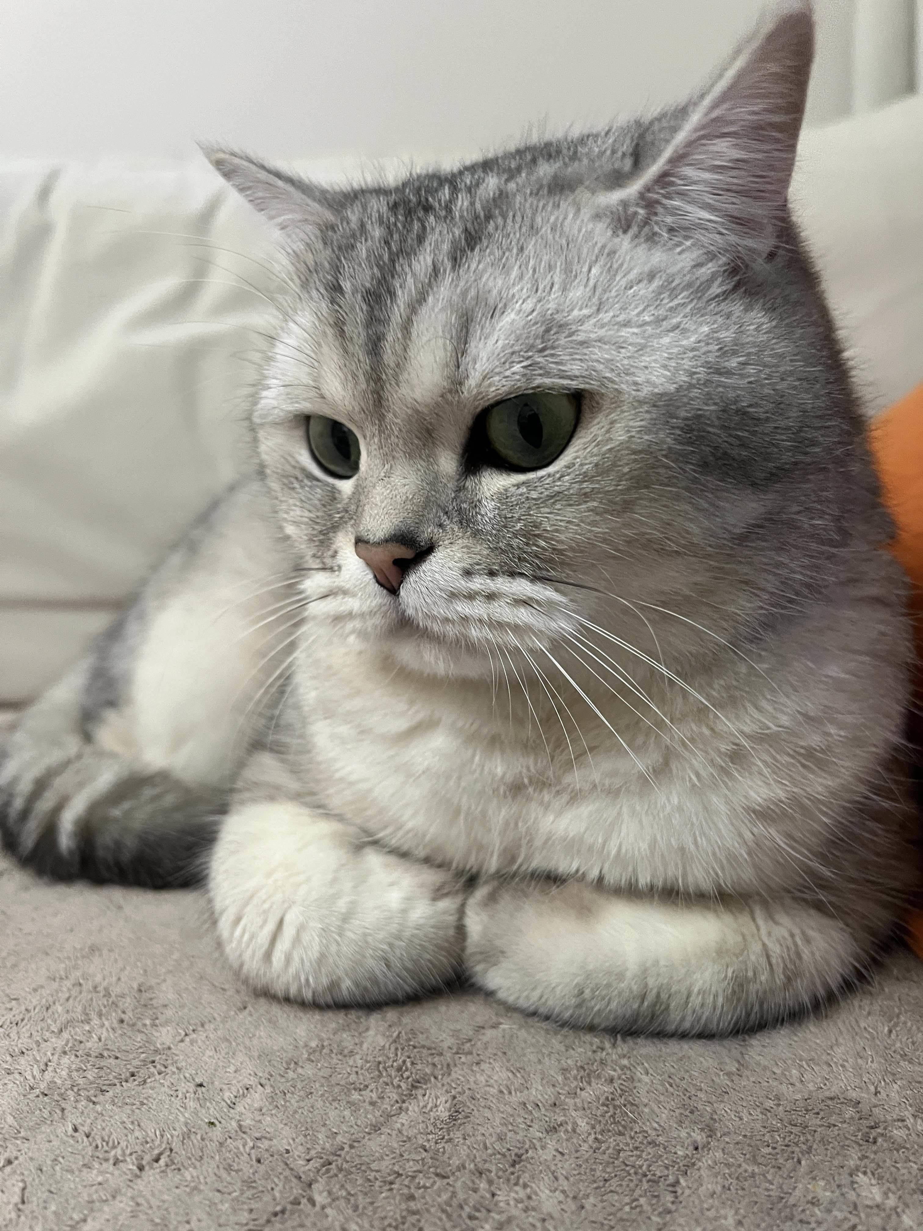 柒柒
