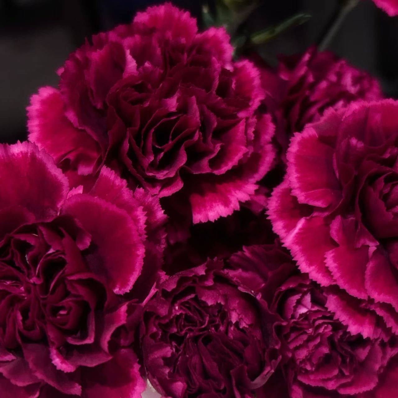 Spīcaིྀ🌟🎐