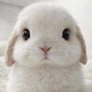 ⁃ ω ⁃