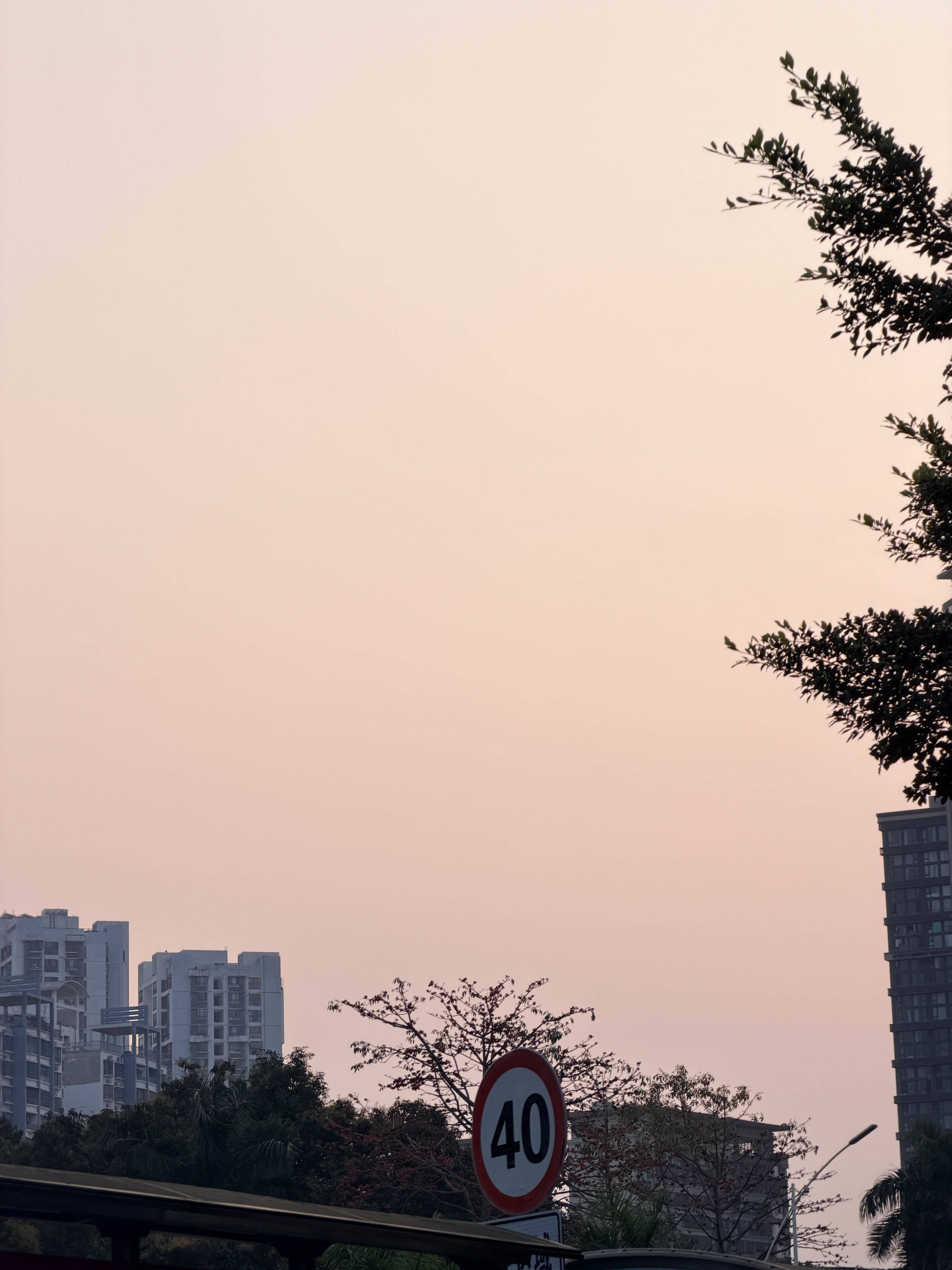 蛋挞