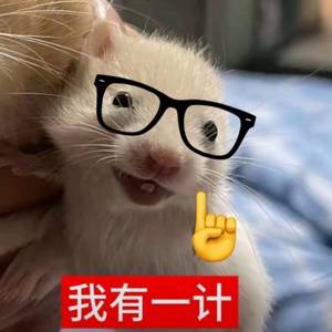 Rachel巷子里的猫