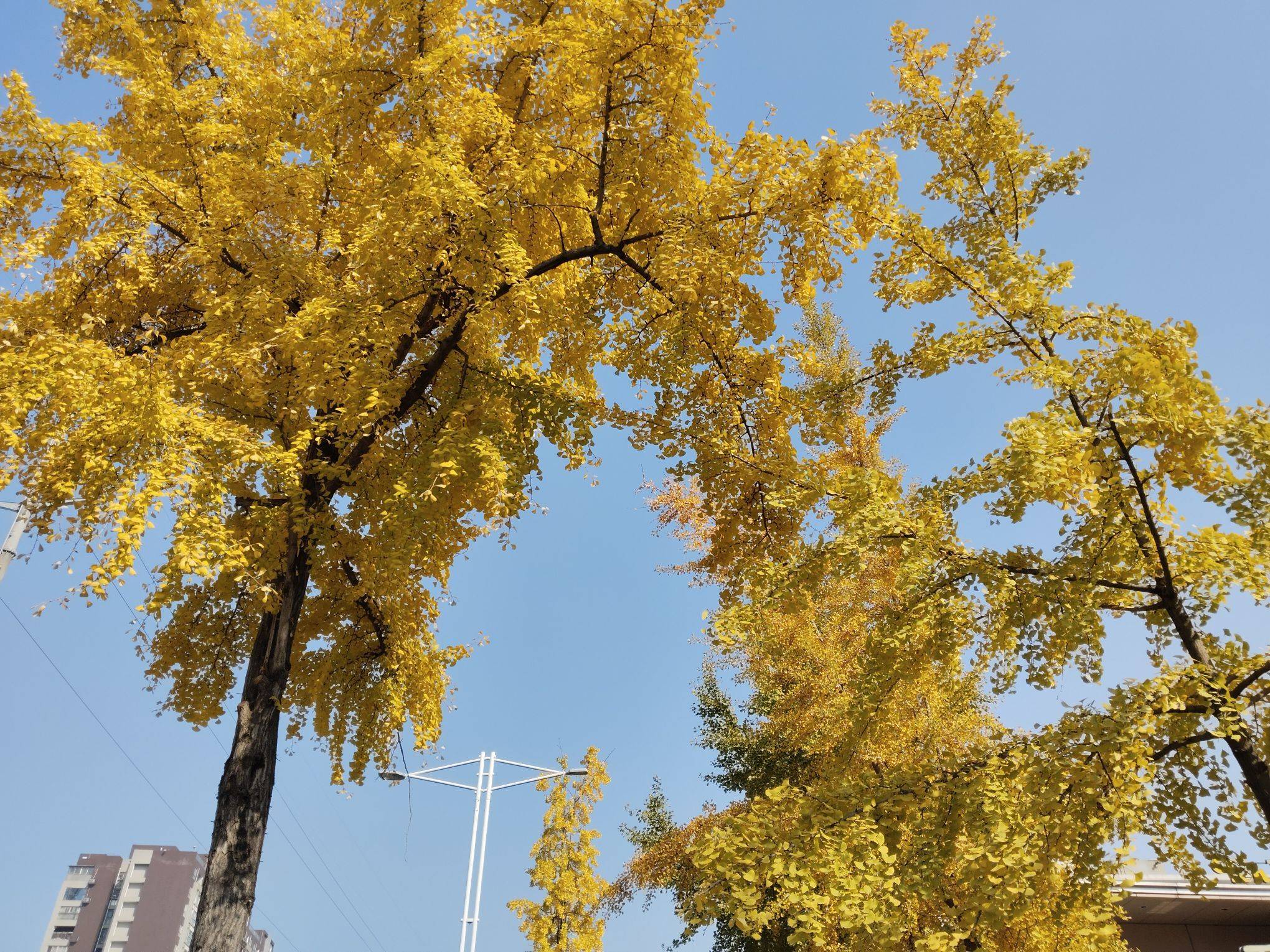 霞姐 个人房源 直租 