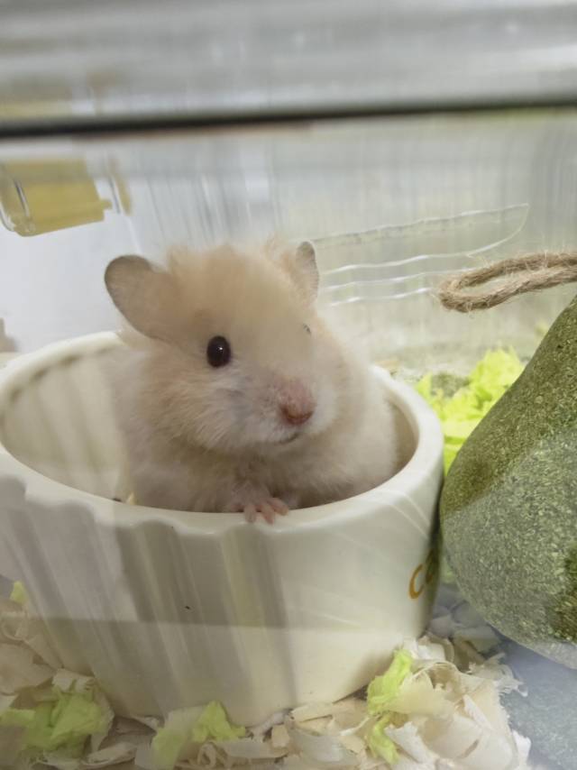 卡卡