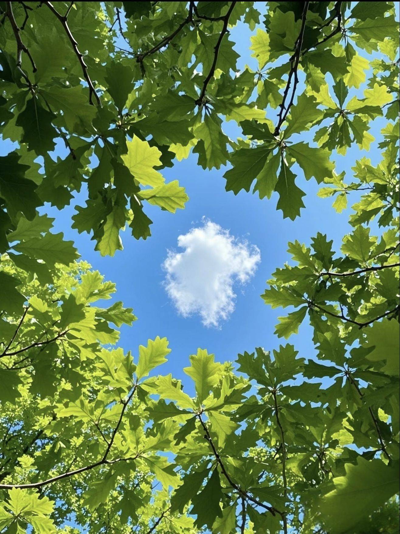 森林