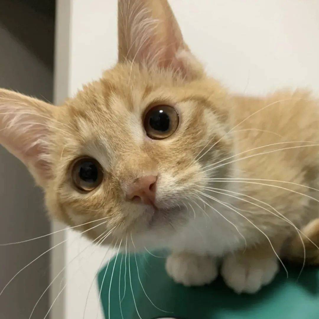 爱吃大米饭之重出江湖