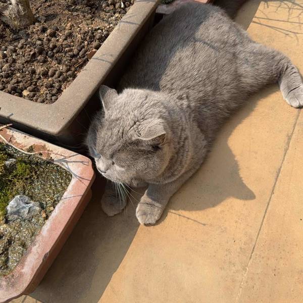 光芒万丈的小太阳