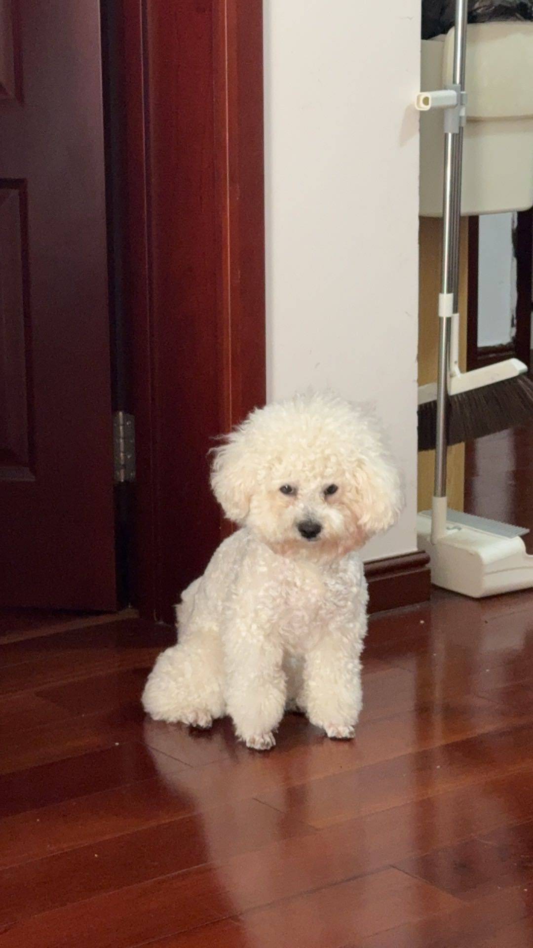 小狗🐶