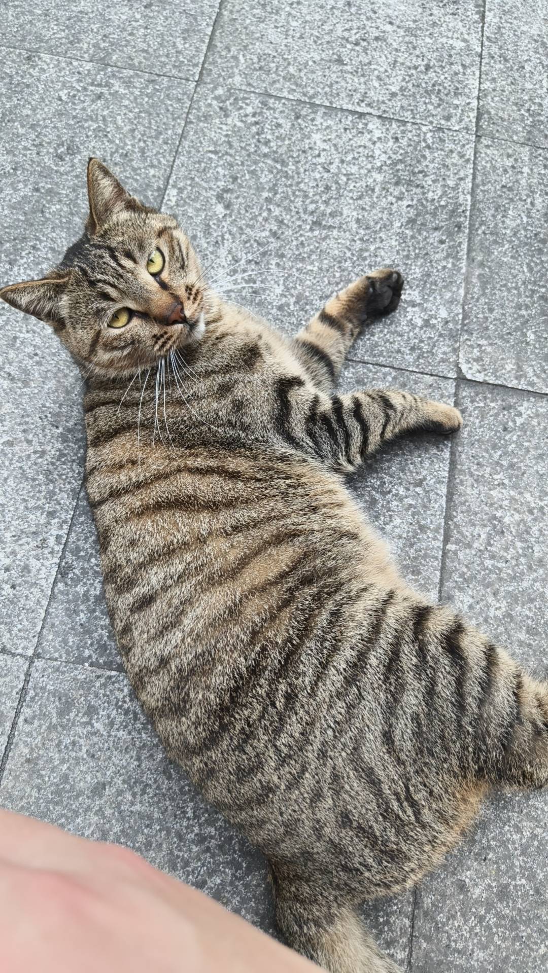 肉球