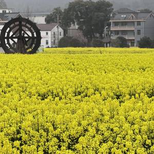油菜花开了