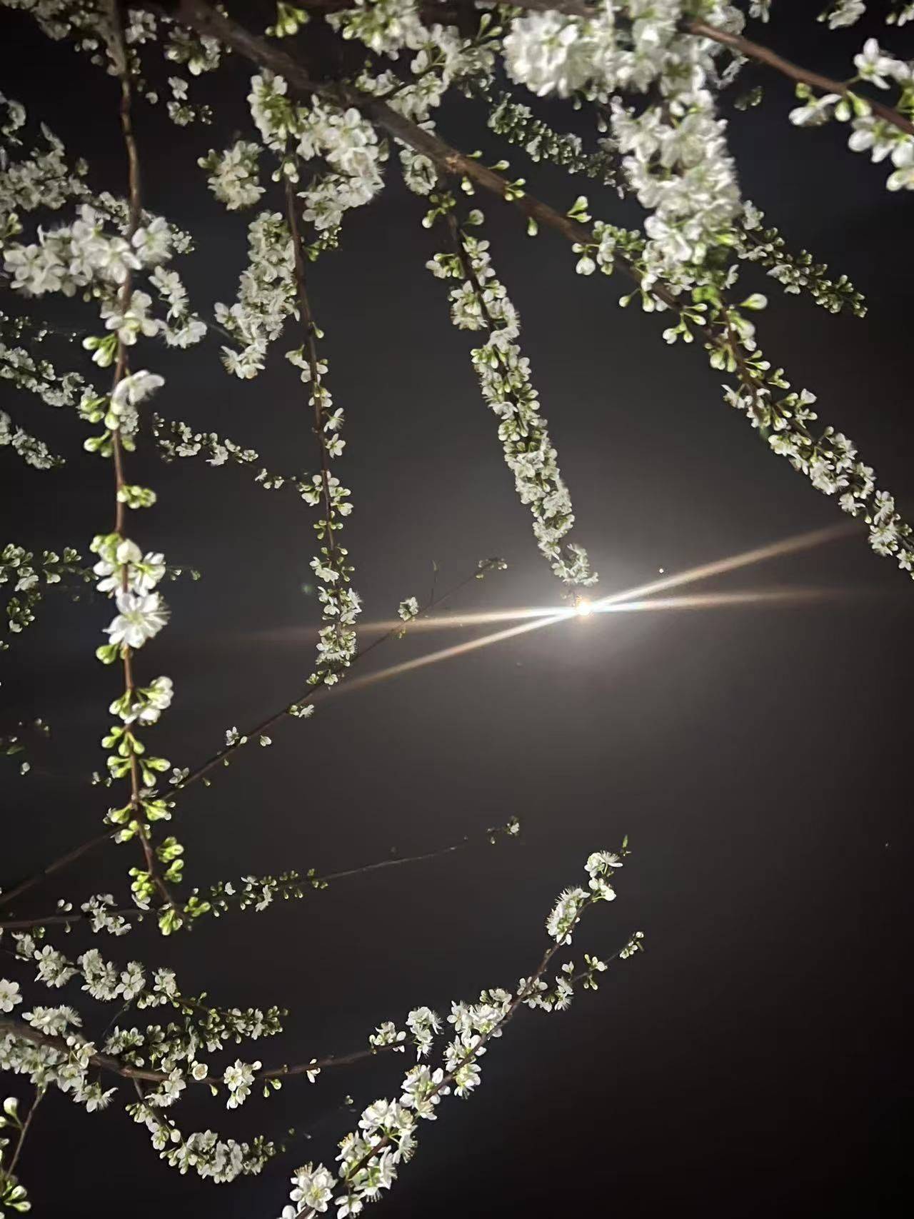 柠檬