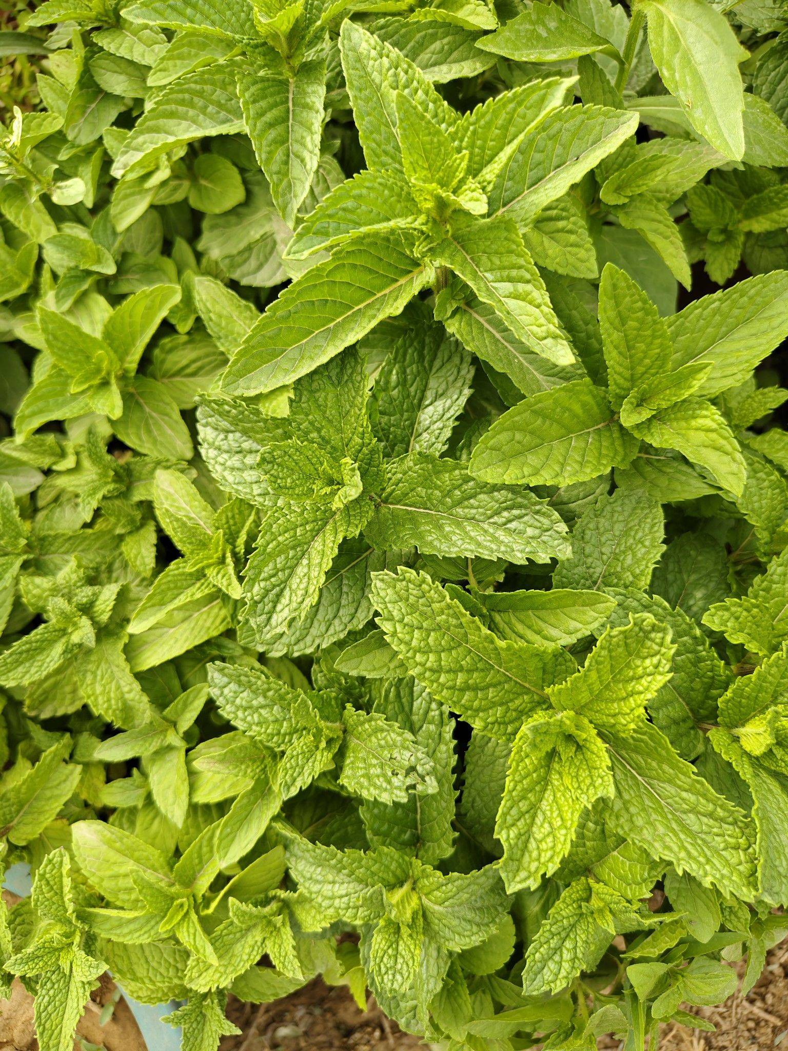 来咯来咯，明阳来咯！