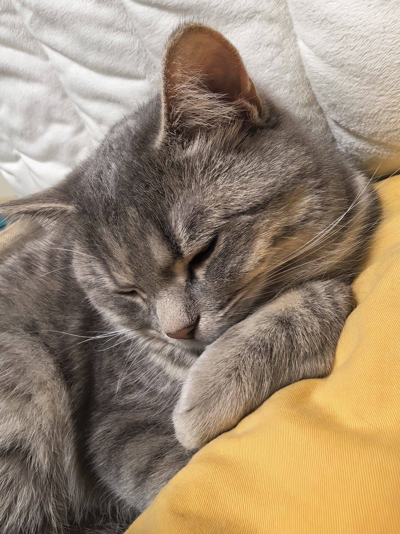 EZIO