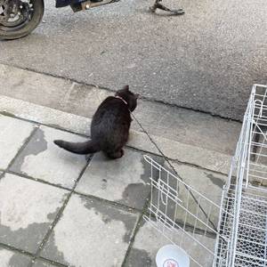 火鸡面