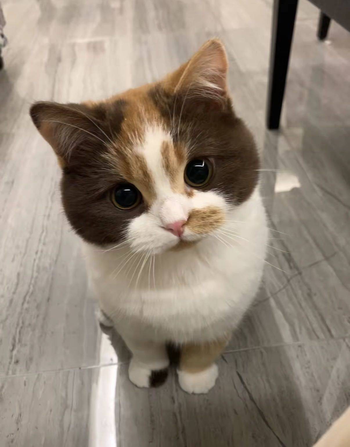 香香