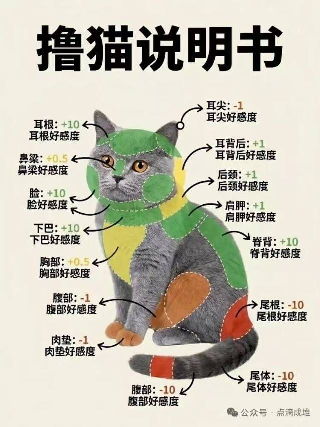 大猫儿追爱记
