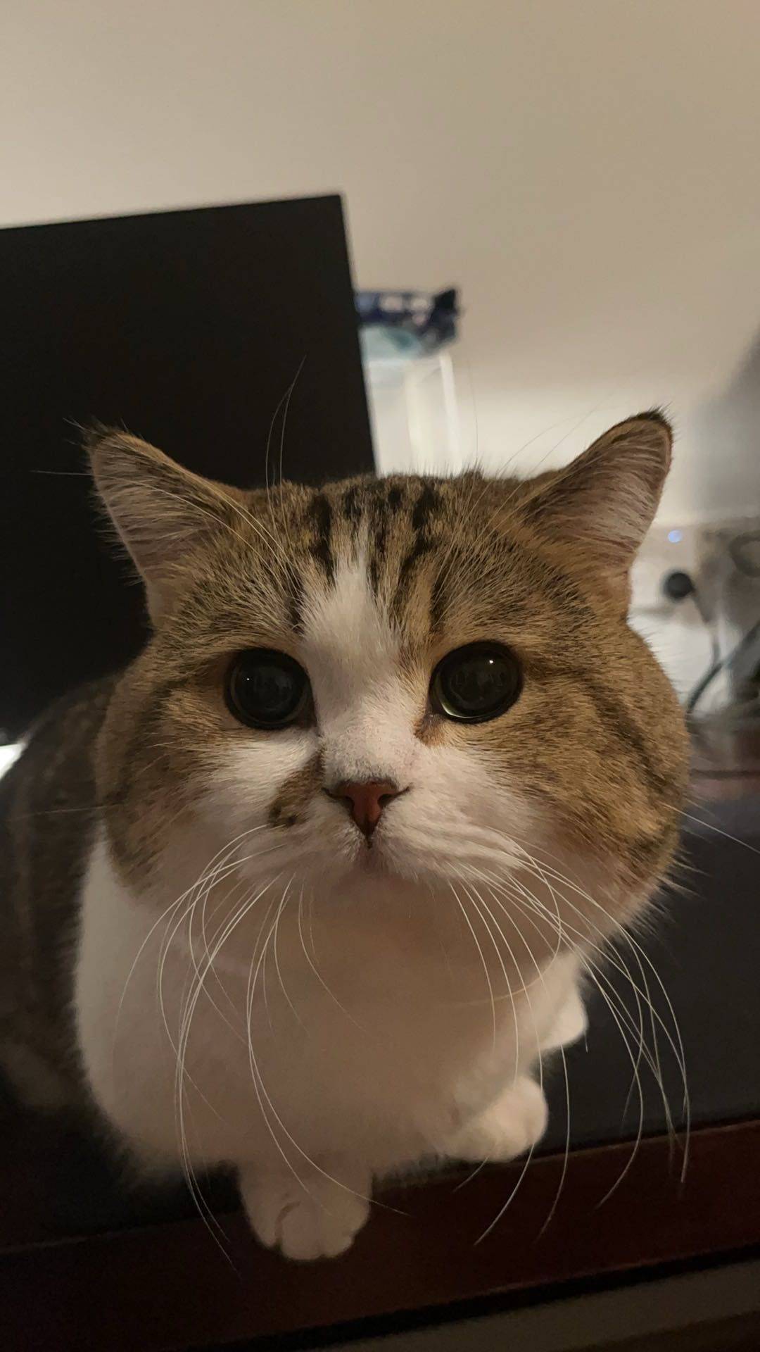 啵啵😘