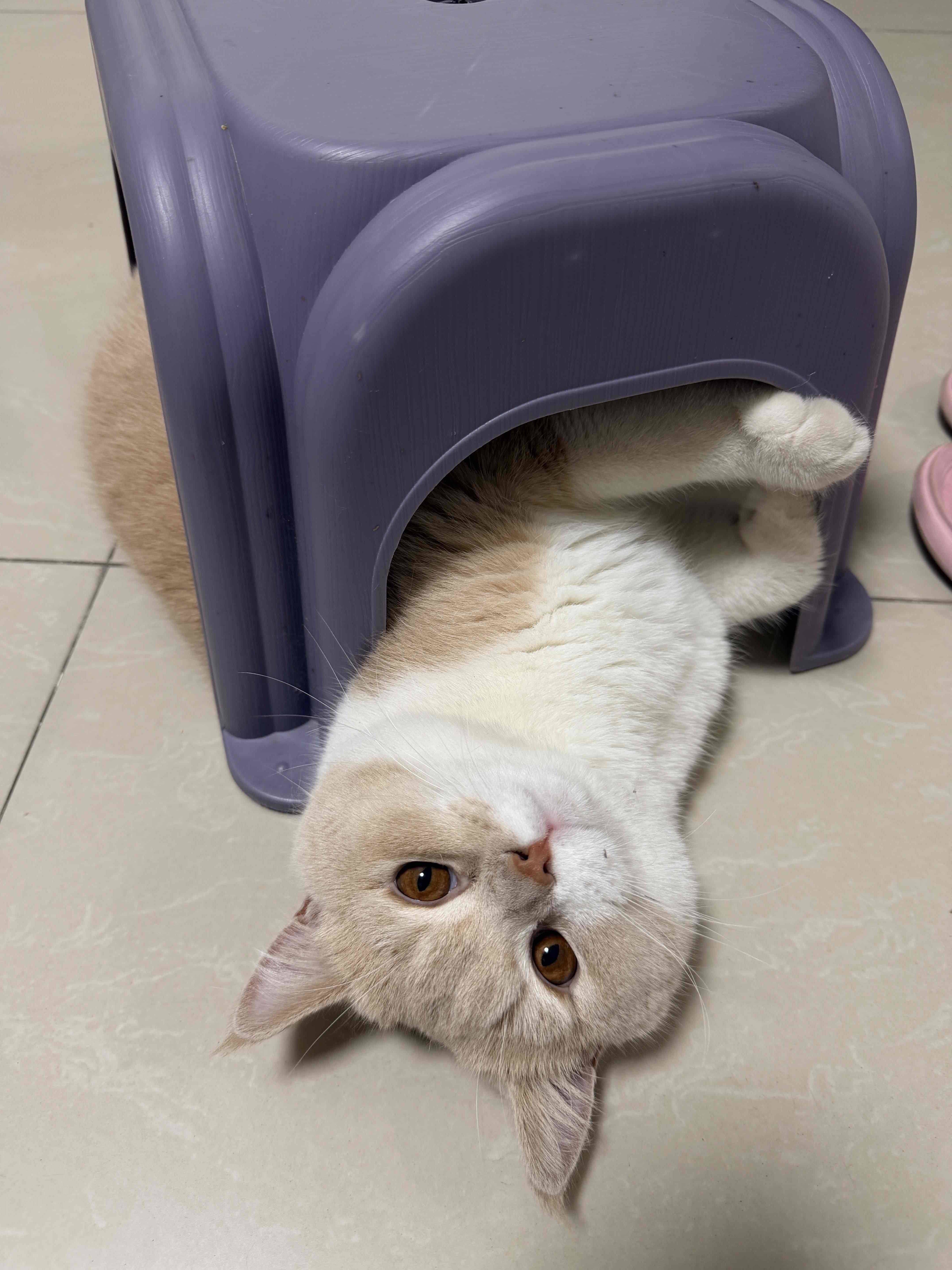小爱