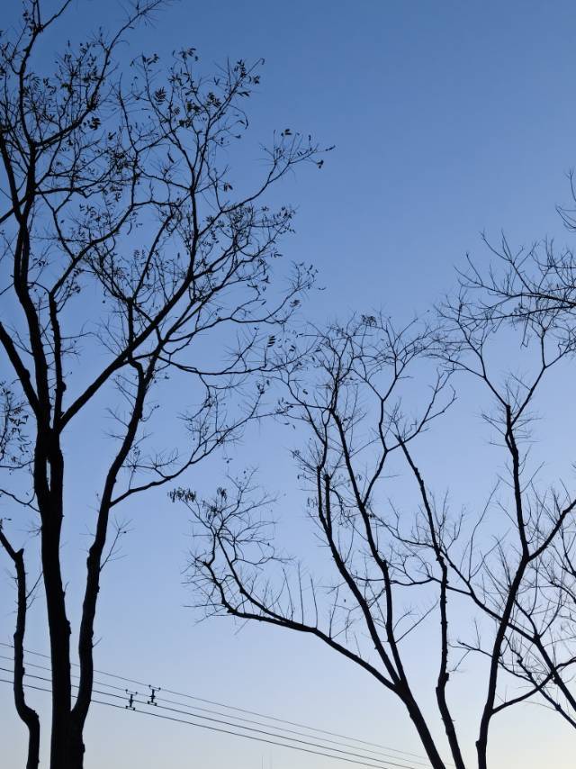 会说话的汤姆猫