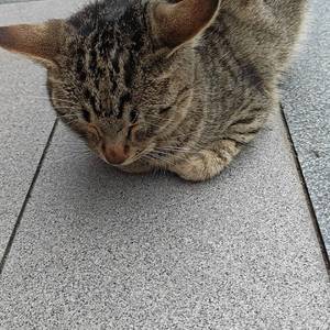 米奇妙妙屋