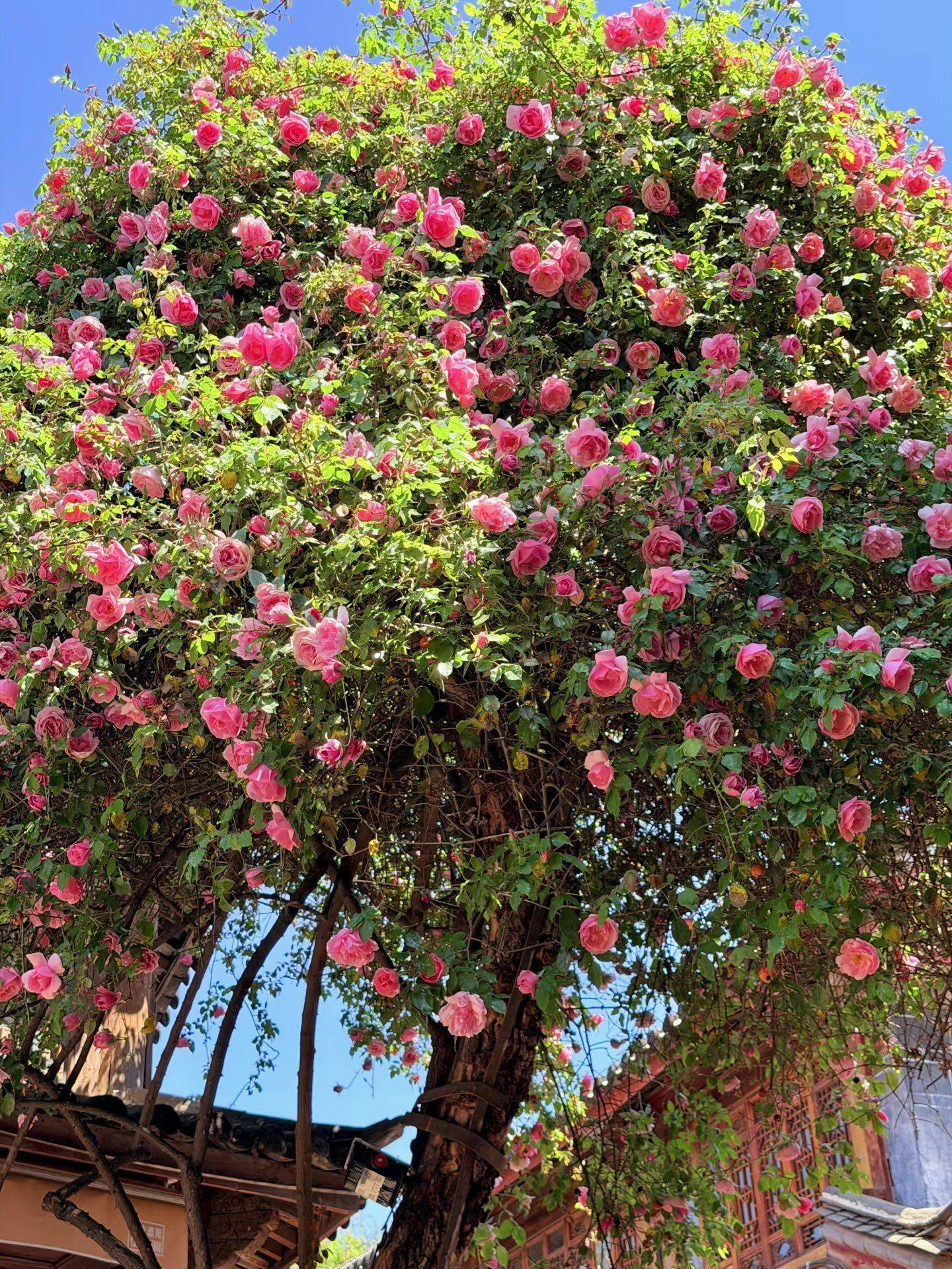 ㅤㅤㅤ风中追风