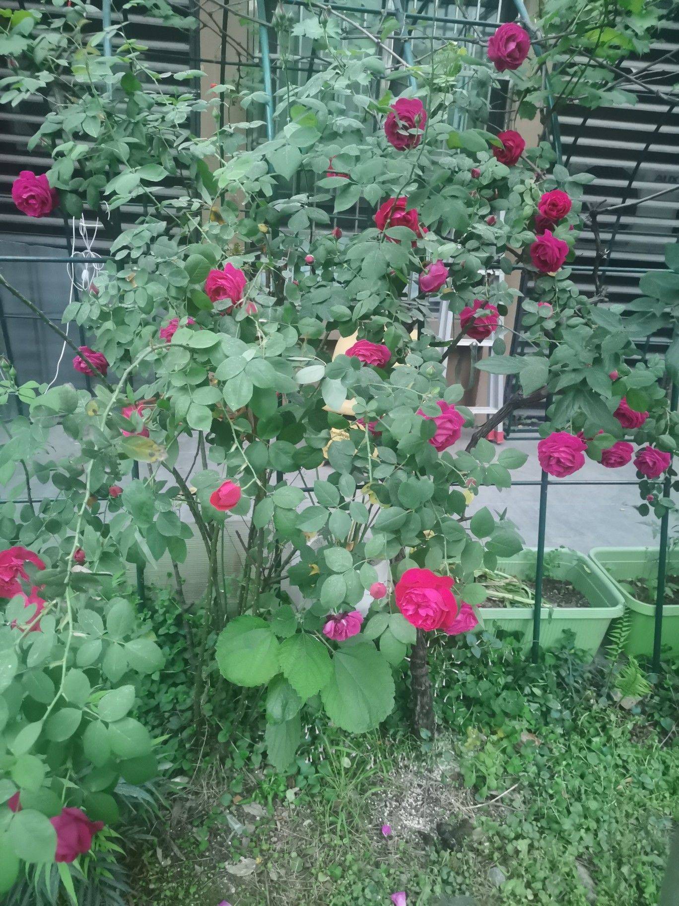 卖火柴的小男孩