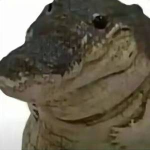 kk