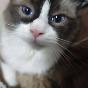 冰冰凉凉西瓜猫