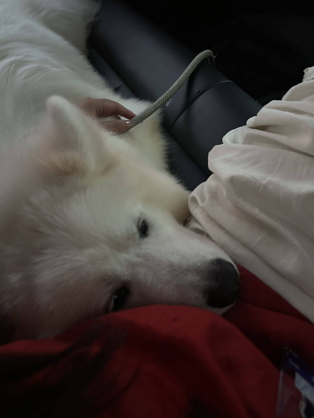 z（别管我借钱）