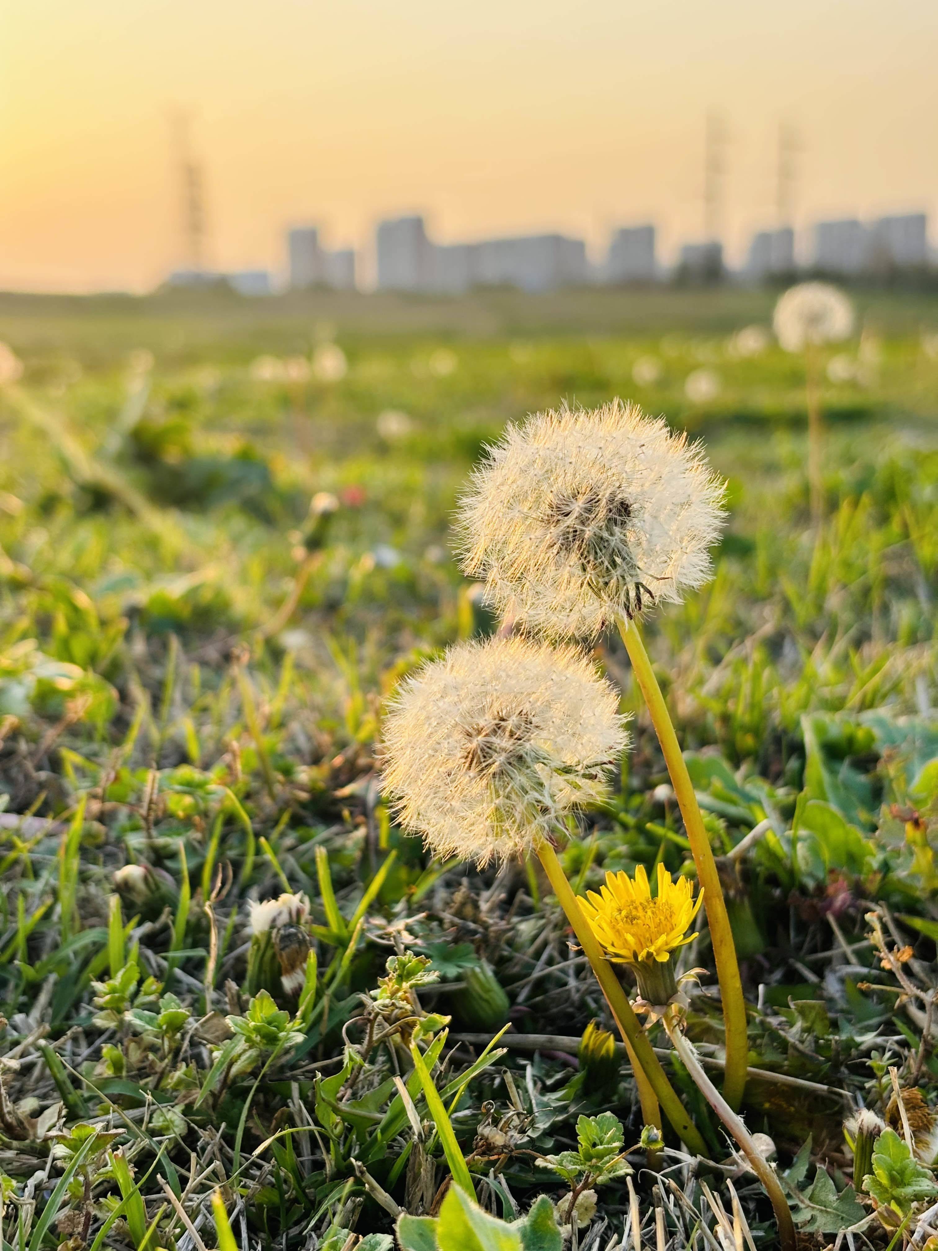 科技住宅合著花园