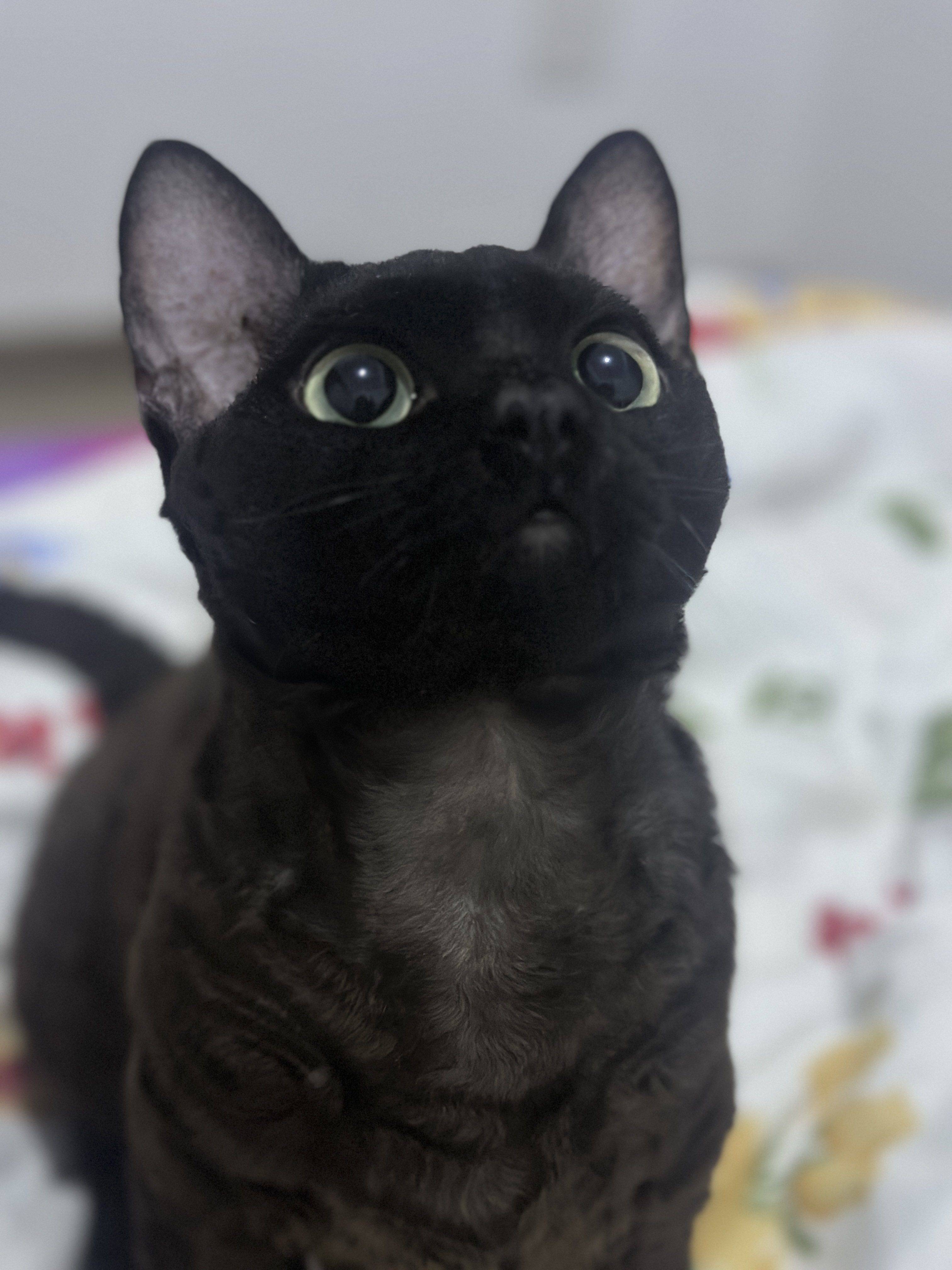 请叫我小机灵鬼