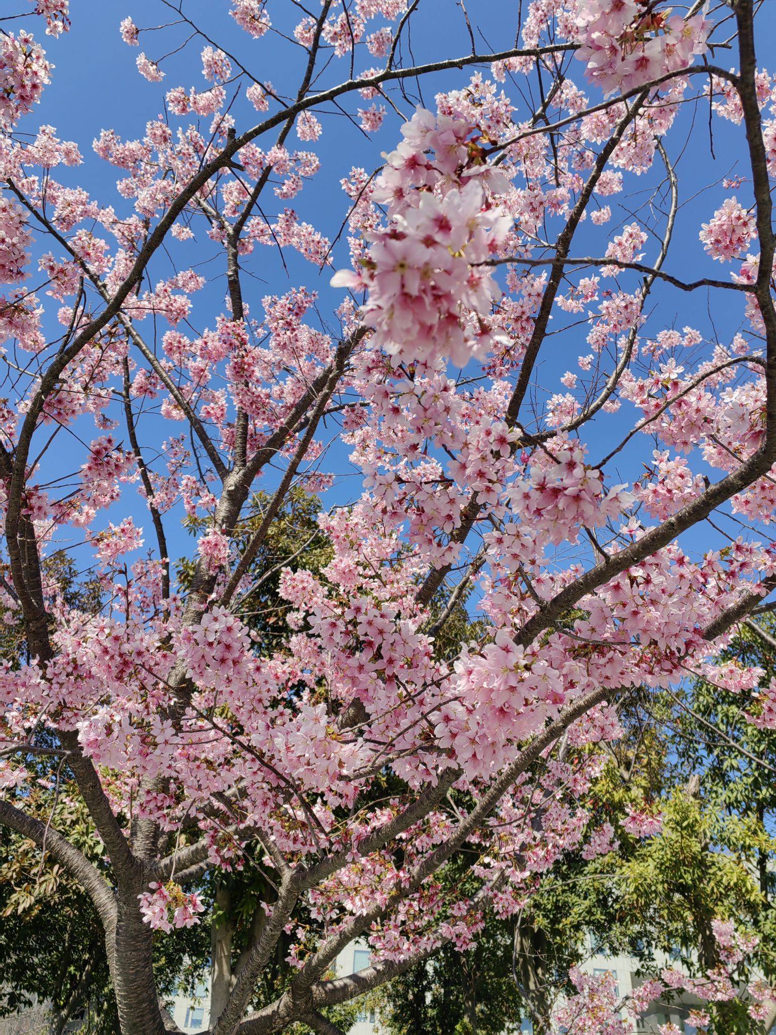 大金子