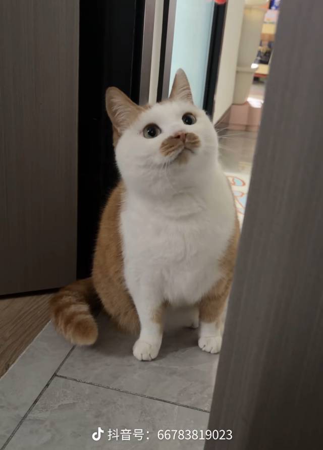 草莓奶冻