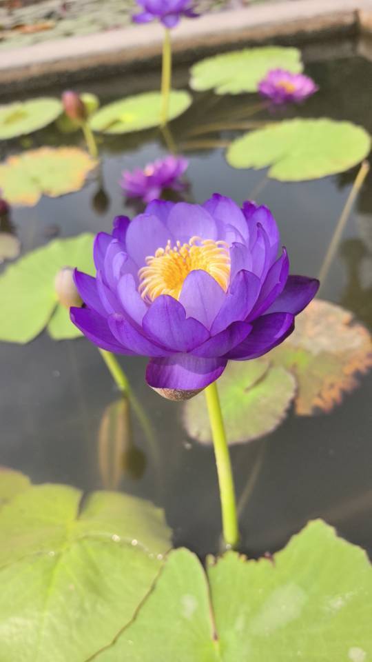 多多有李